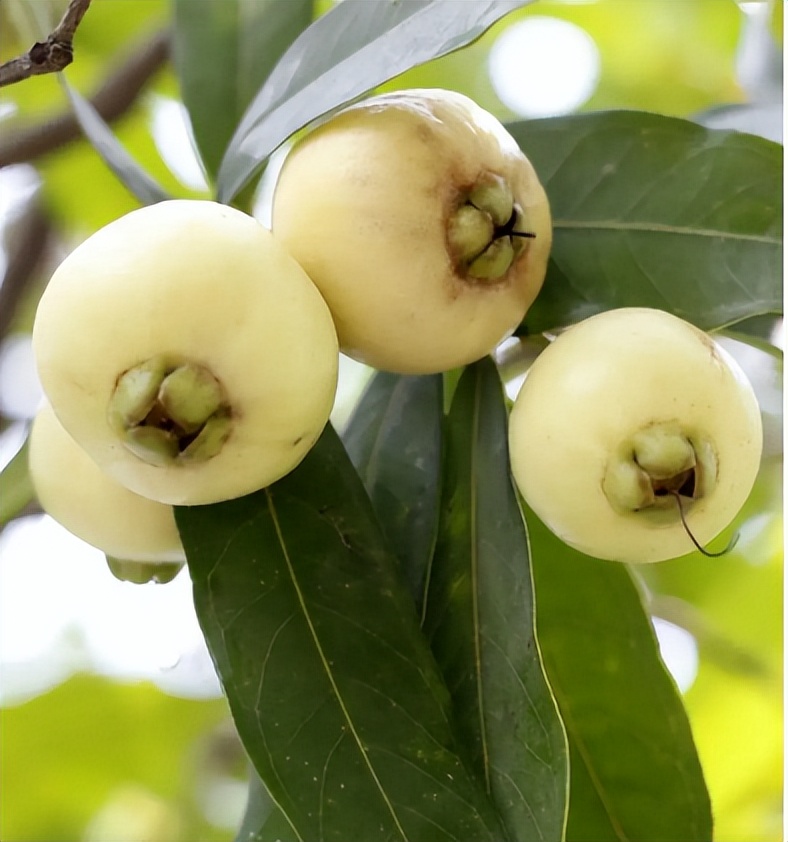 蒲桃:南方独有的水果,儿时当零食吃,如今被"抛弃"很多人怀念