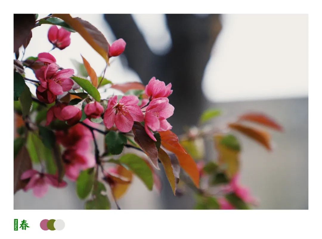 古城开不开，花都继续开