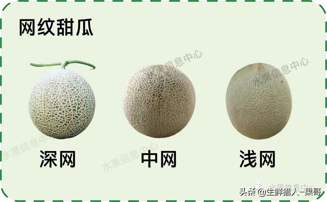 哈密瓜、蜜瓜、网纹瓜、香瓜、羊角蜜傻傻分不清？看完就明白了