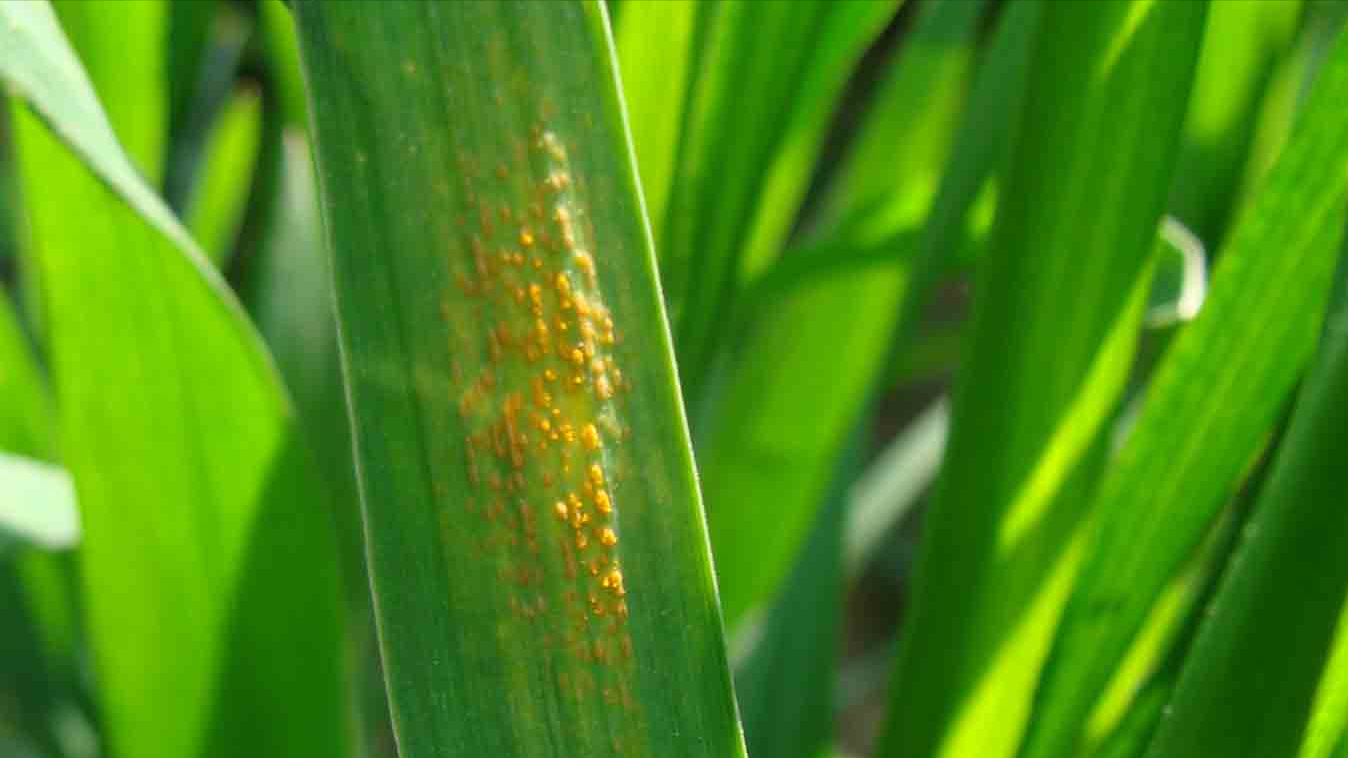 第11期/ 2022年小麦“两病”呈重发态势？用两遍TA前防后治