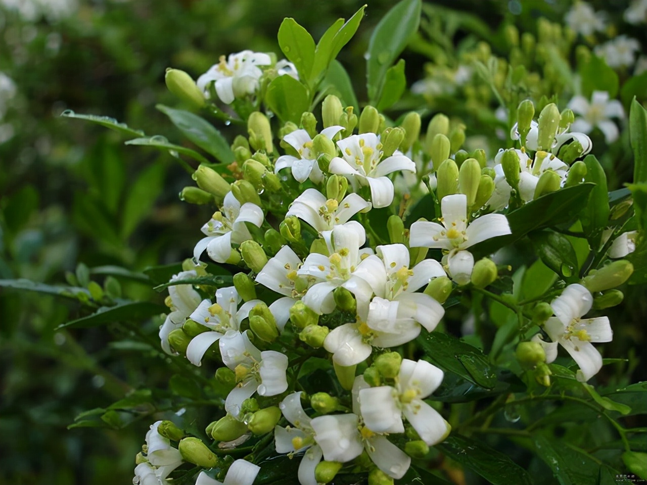 开花飘香"九里",花色清新素雅,养盆九里香,比香水还好闻