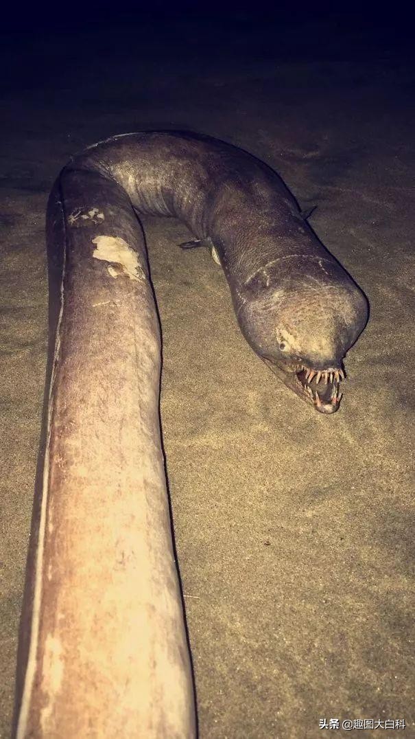 奇怪的生物图片大全(30张看完全身发抖的照片) - 赤虎壹号