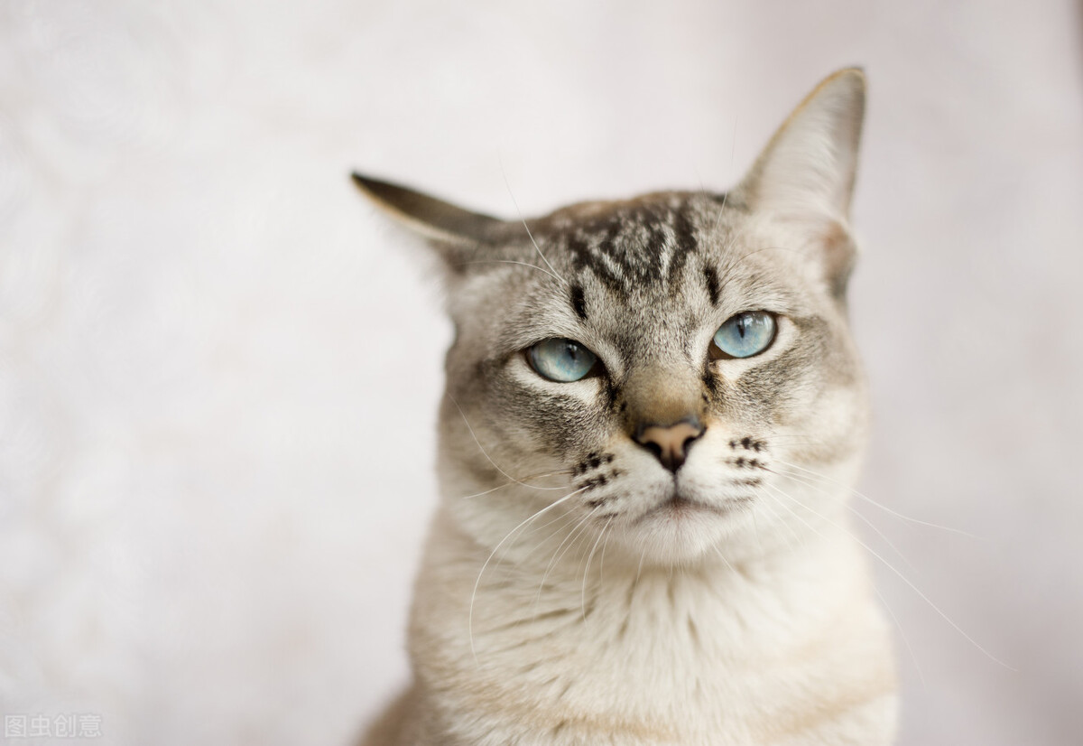 猫界颜值排行榜，究竟谁是猫界的天花板？