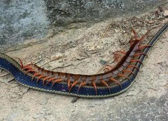 蜈蚣咬上一口,那感觉就跟被点燃的雪茄烫到一样,如果咬你的是剧毒蜈蚣