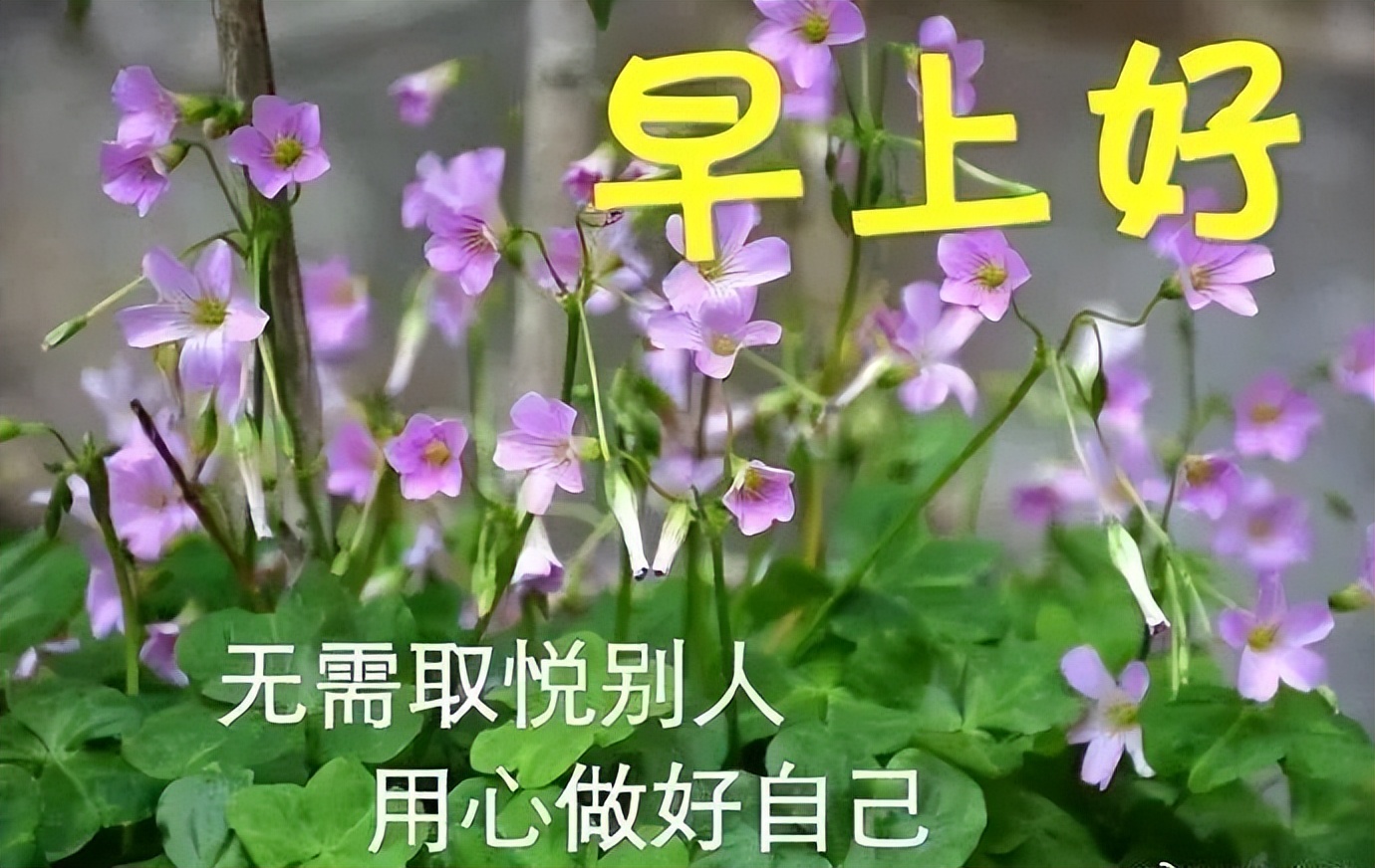 周末早上好祝福图片 新版早上好问候语 早安朋友 愿你幸福每一天图片