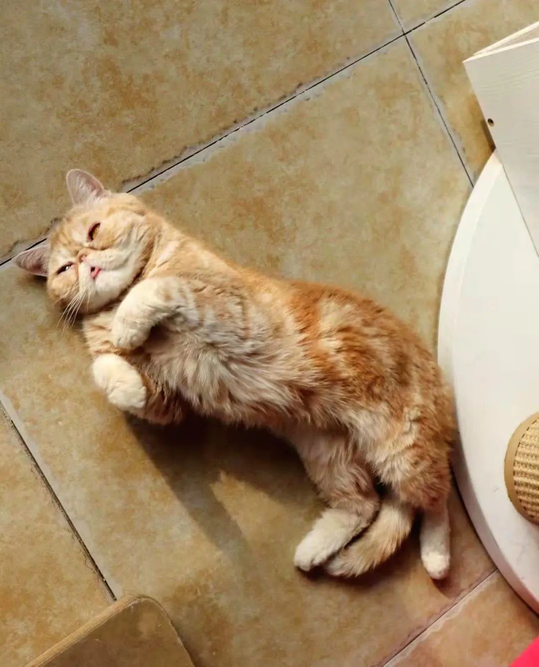 我可是拥有“三岁画老”天赋的小猫咪