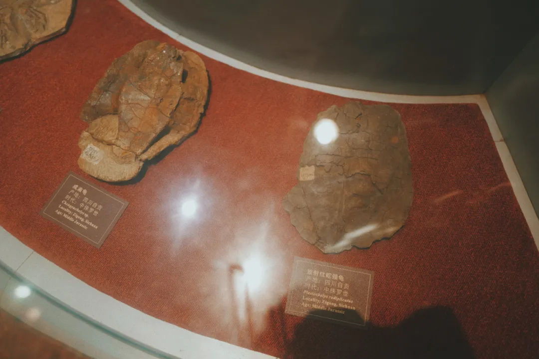 最近超火的盐帮菜之乡让我大开眼界，奇怪的知识又增加了