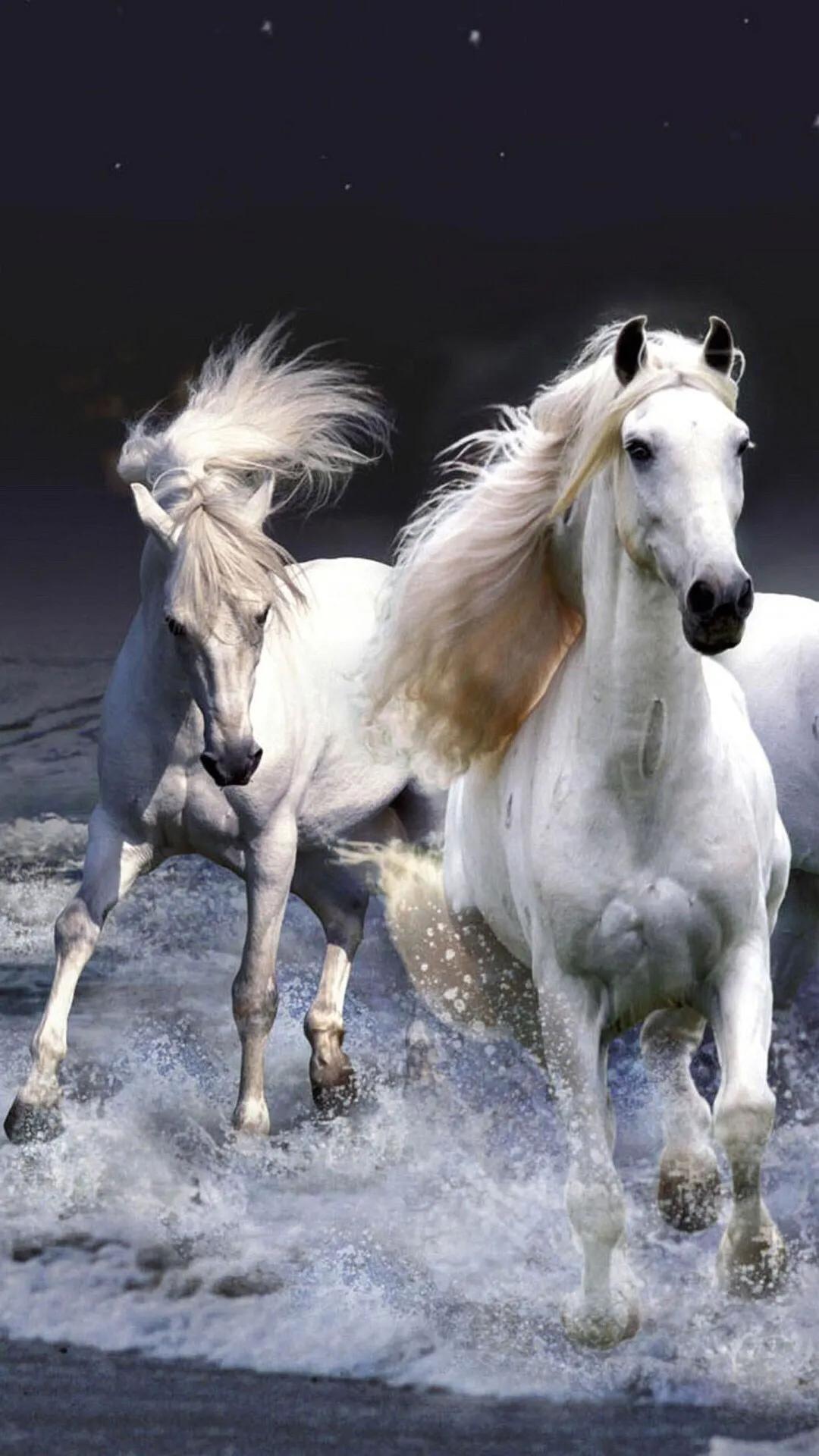 会挽雕弓如满月赏析一一苏轼诗词赏析