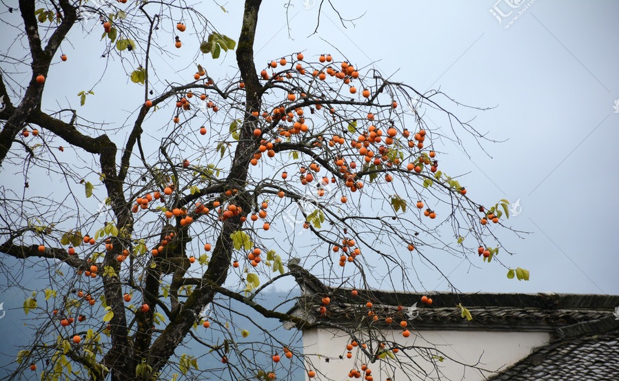 家里的院子再大，也不要种植这三种果树