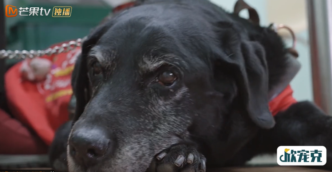 10分钟看哭7次！当他们不再“有用”的时候，却也无法正常生活