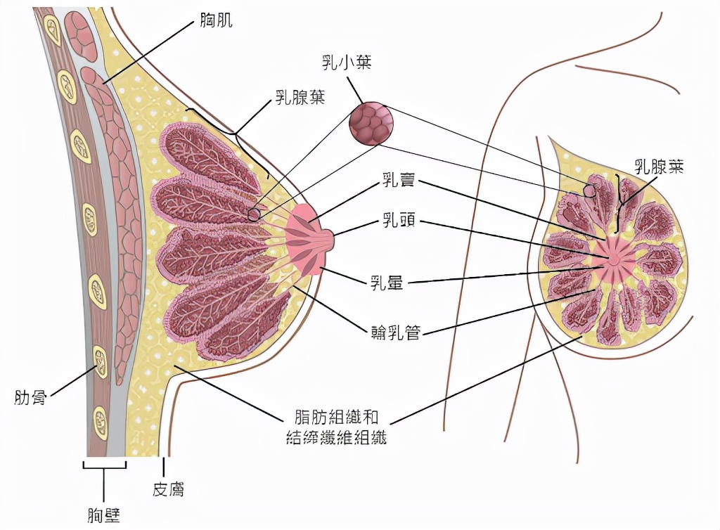 这种基因为何会传播到东亚?