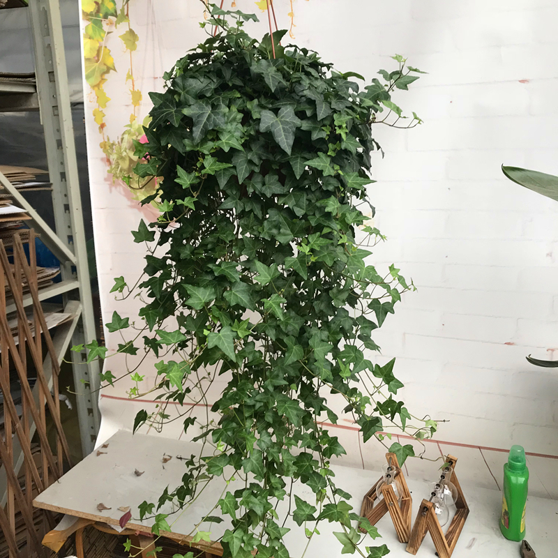 常春藤是一种四季常绿的攀缘性灌木,叶片如一个个小巧的枫叶,枝条有很