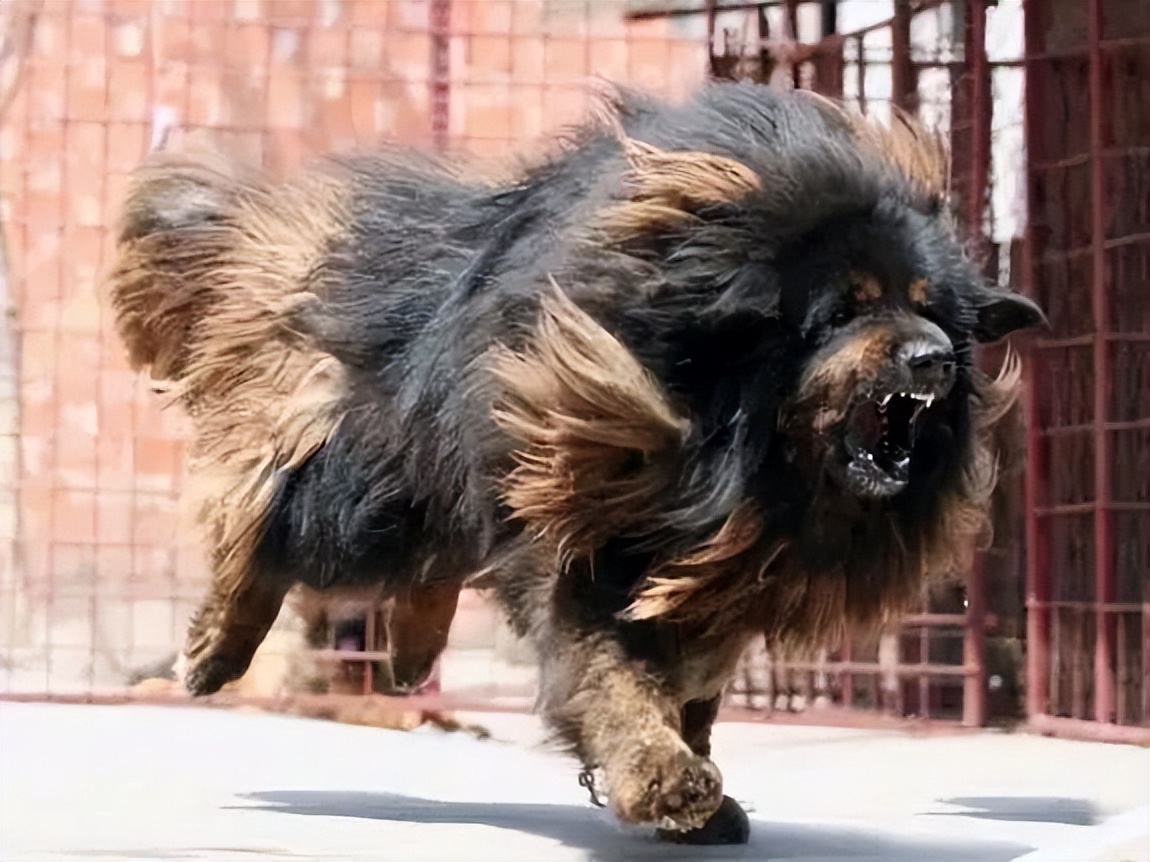 藏獒幼犬价格(免费领养藏獒幼犬)