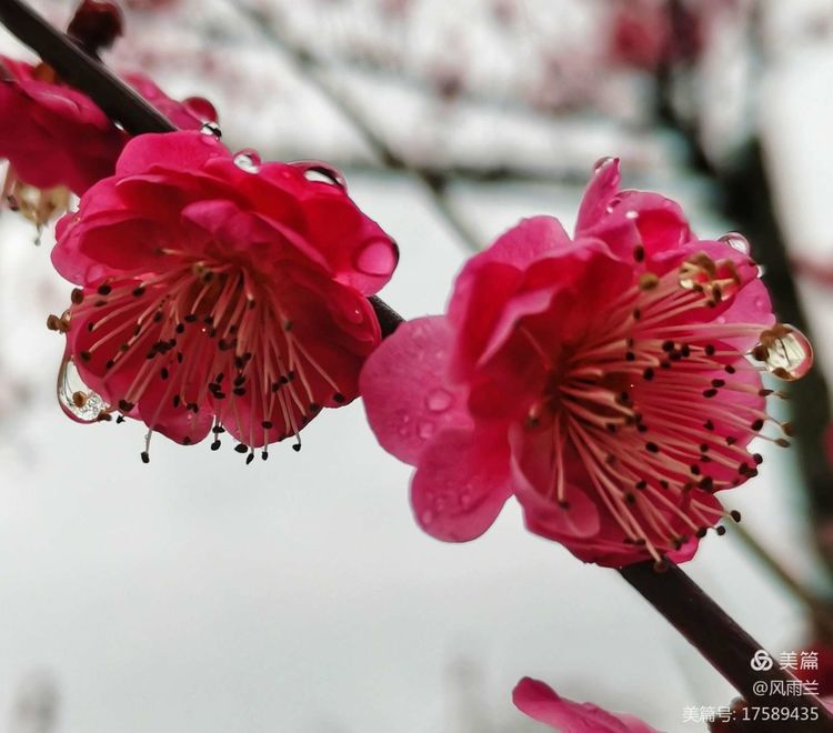 烟雨蒙蒙问花村 作者：武术兰