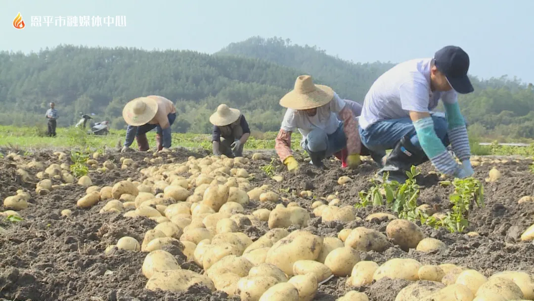 奖5000元！恩平这个镇征集宣传口号