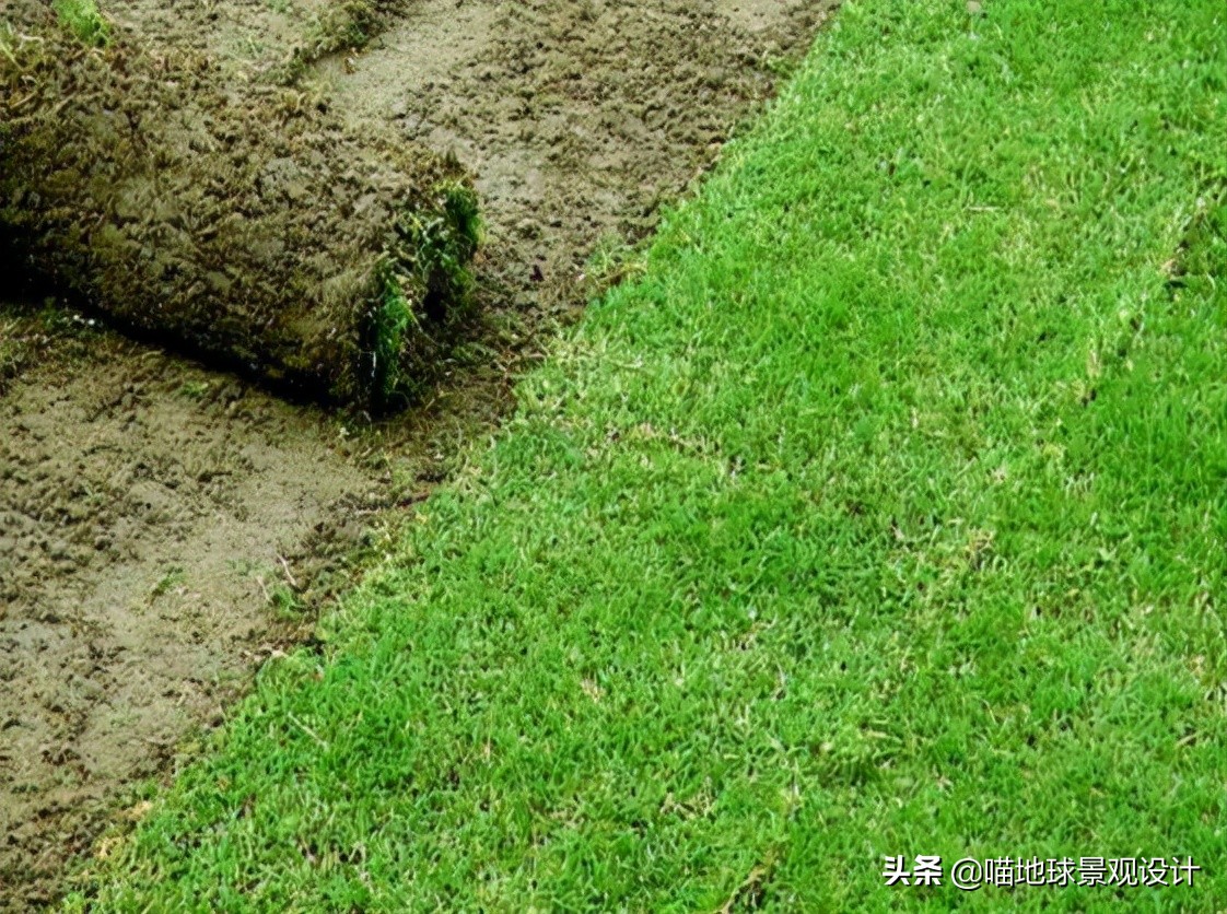 阔叶麦冬图片（20种适合山东地区种植的草坪）