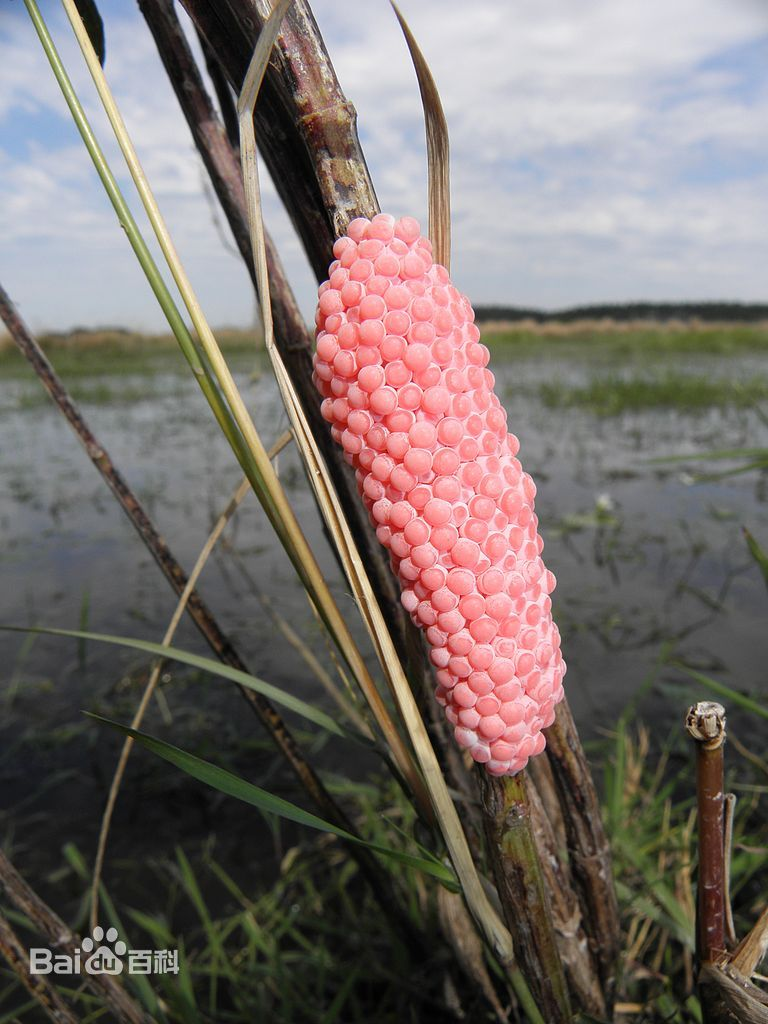 抛开福寿螺携带的寄生虫不谈,它们本身也是一种破坏力很强的入侵物种