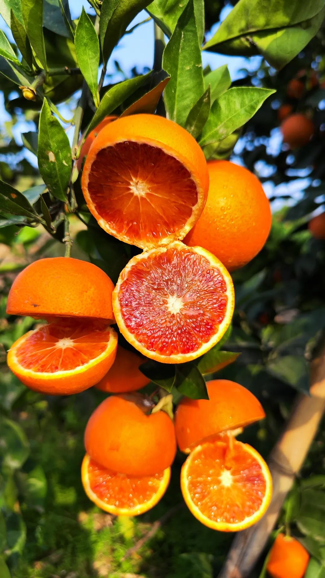 辰颐物语血橙:"风暴"来袭!颗颗都是树上熟