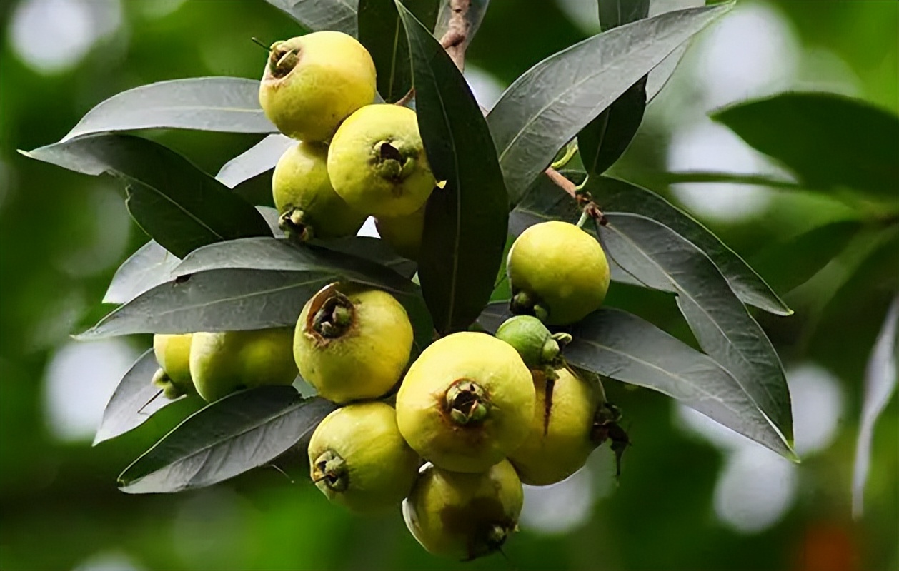 蒲桃的作用和功效(蒲桃) - 行就行