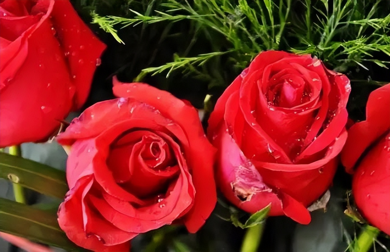 玫瑰花束摄影图高清摄影大图-千库网
