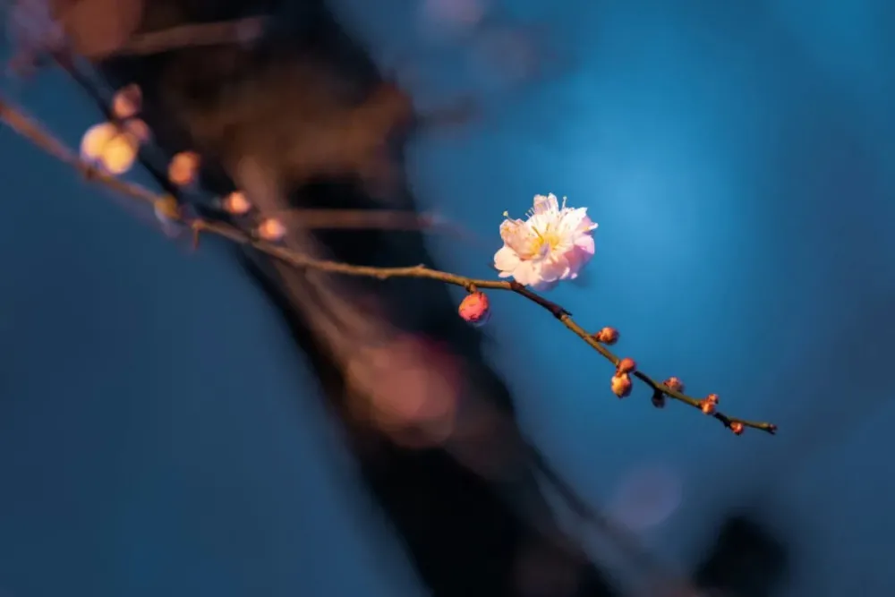 9首冬梅诗词：踏雪寻梅，静待春归