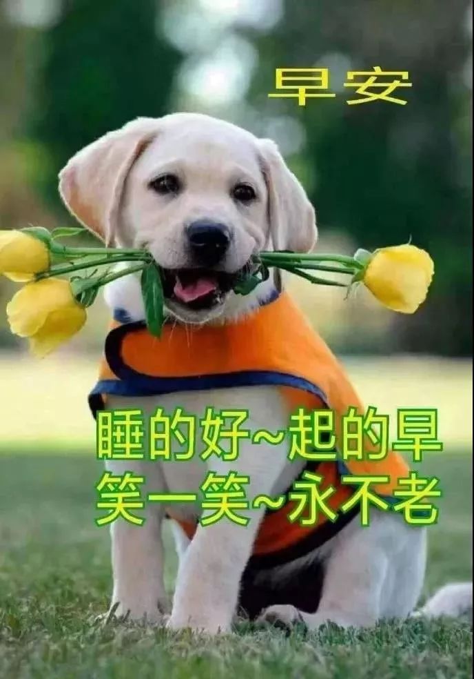 周三早上好,每天问个好,生活更美好，睡得好起得早、笑一笑永不老图片