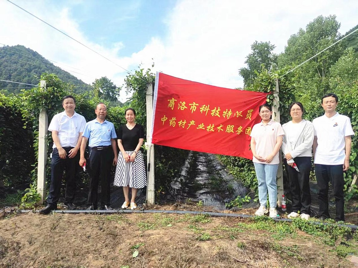 商洛市科技特派员田间地头教技术 助力乡村振兴