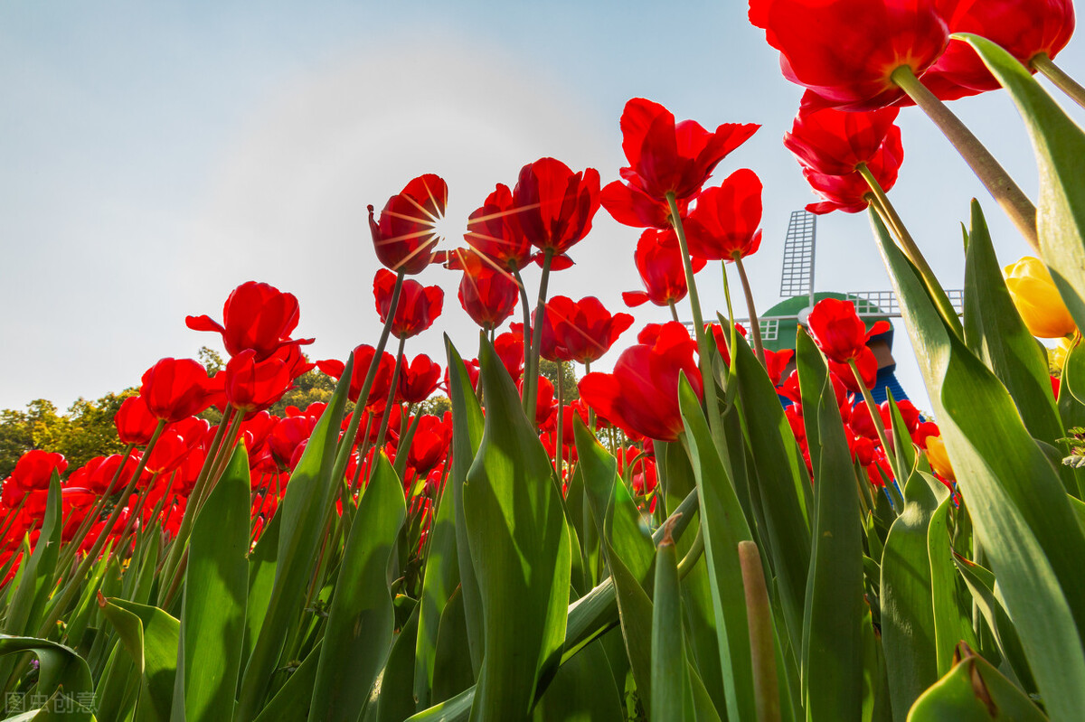 生命不老，相思不止，写给心中无可替代的某人