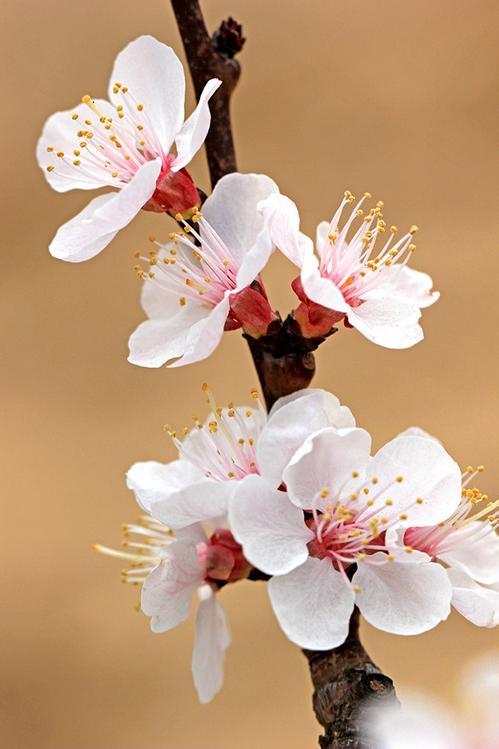 植物花卉品种大全图片（科普100个花卉图鉴）