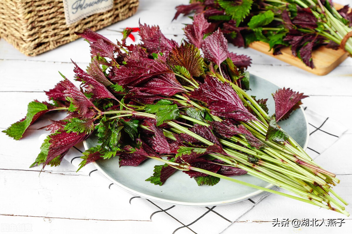 50种野菜大图片，教你认识不同的野菜和吃法，你想要的野菜这里有