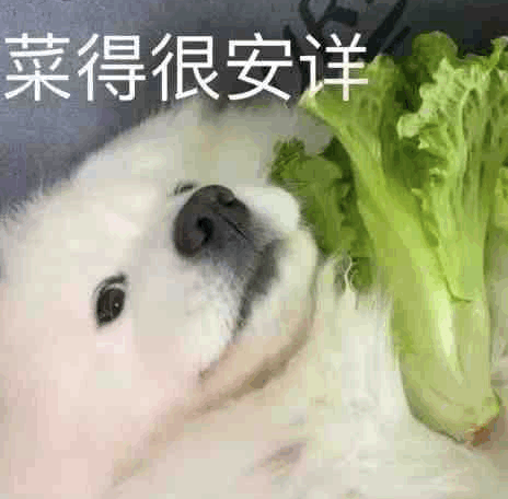 QQ白菜狗表情包图片