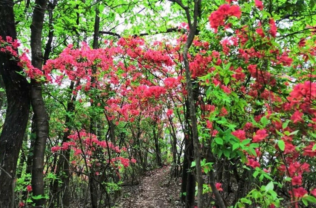 四季黄山 相约春天 | 何须名苑看春风 一路山花不负侬