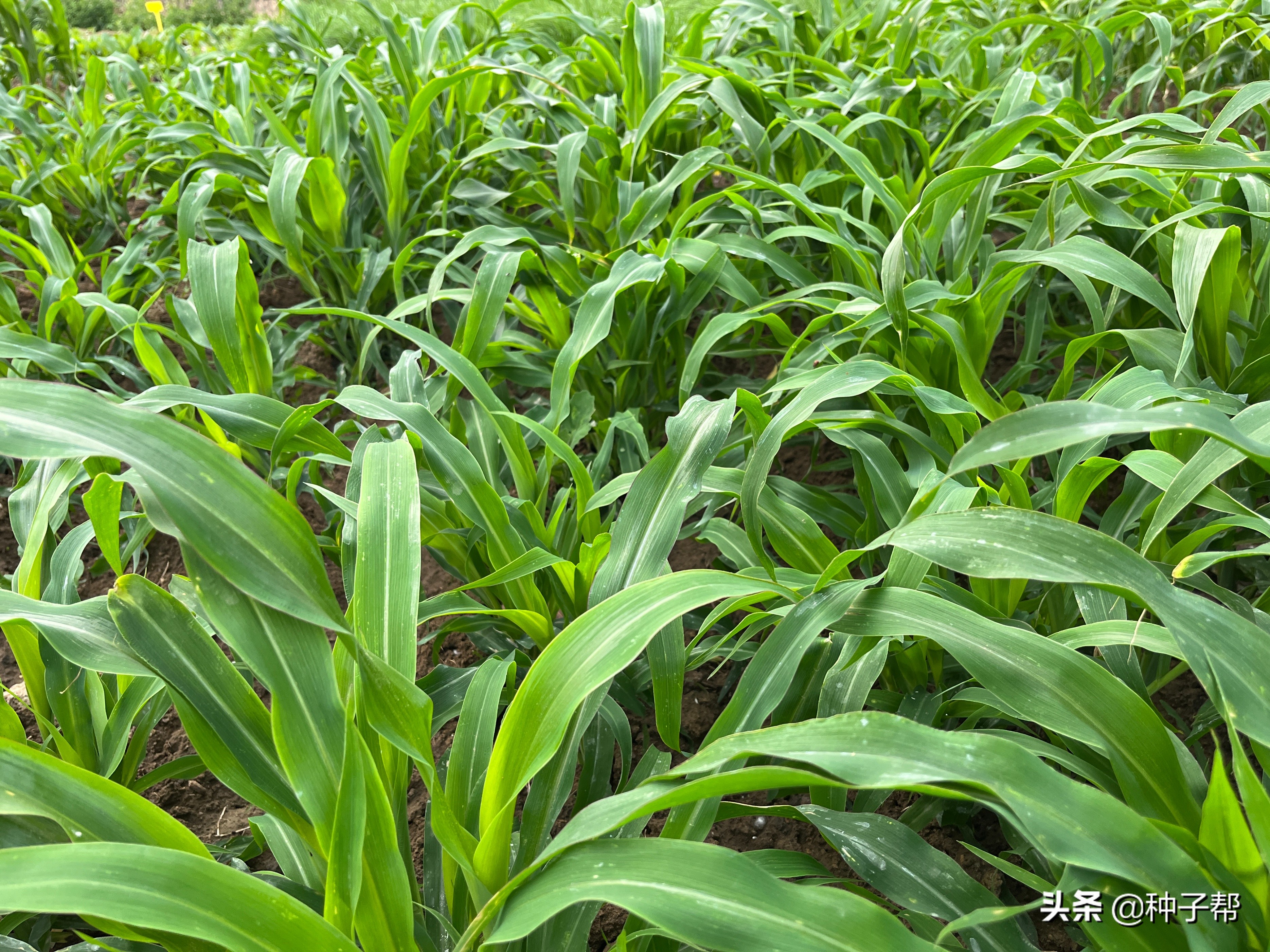 芒种后,南方养鱼的高产牧草,玉米草全是叶子,25天就能收一次