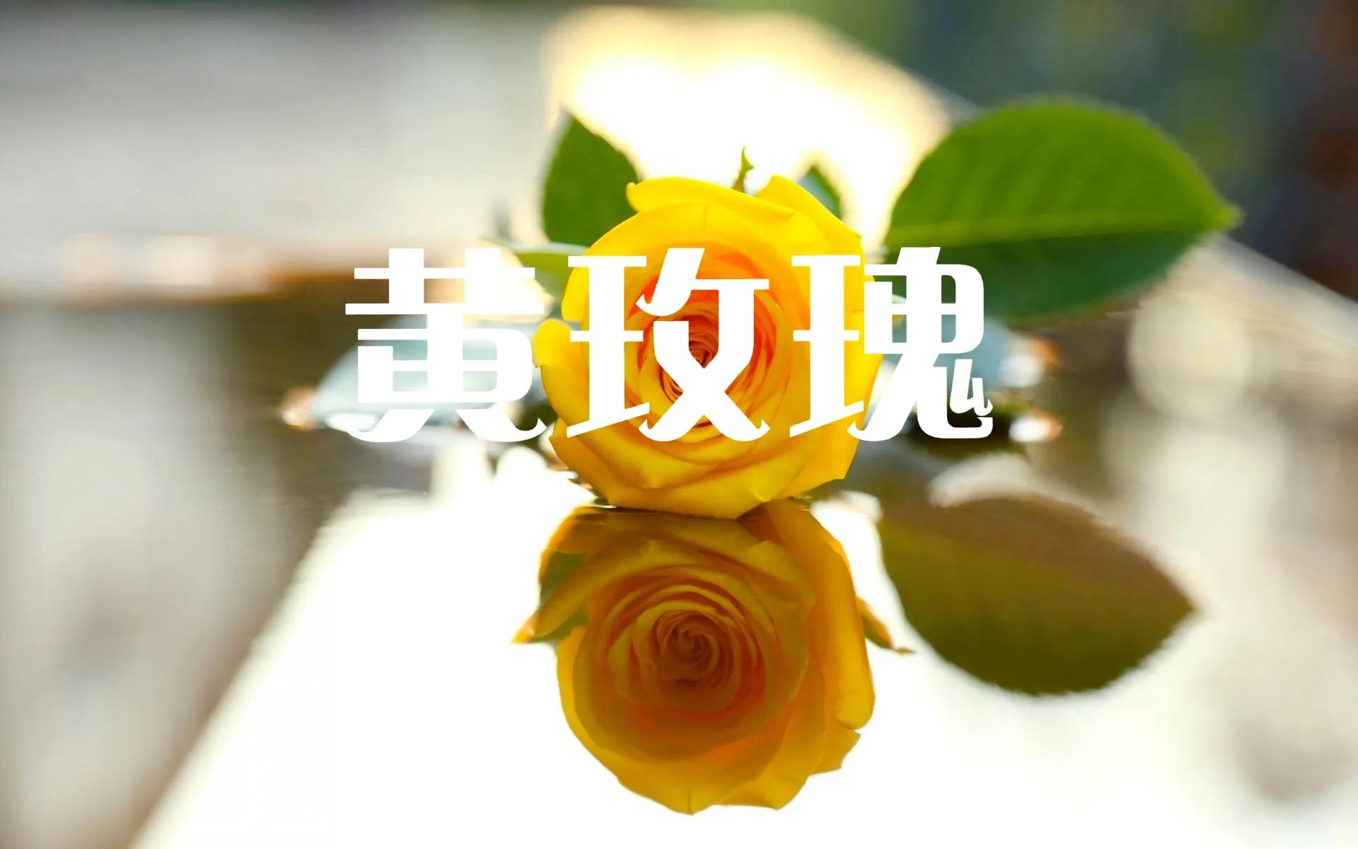 香槟玫瑰和红玫瑰哪个好（不同颜色玫瑰花的花语）