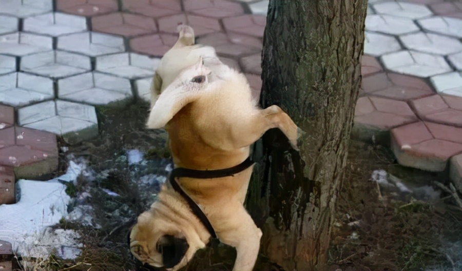 公狗和母狗，区别就在这5点，一看就很明显