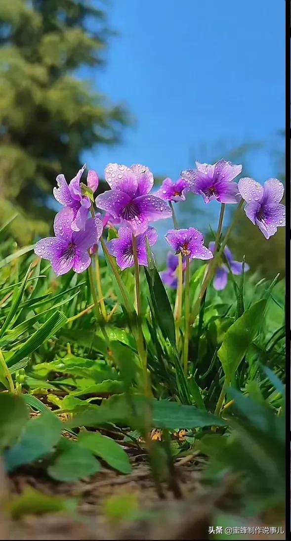 静赏花开花落，是一种随缘的自在