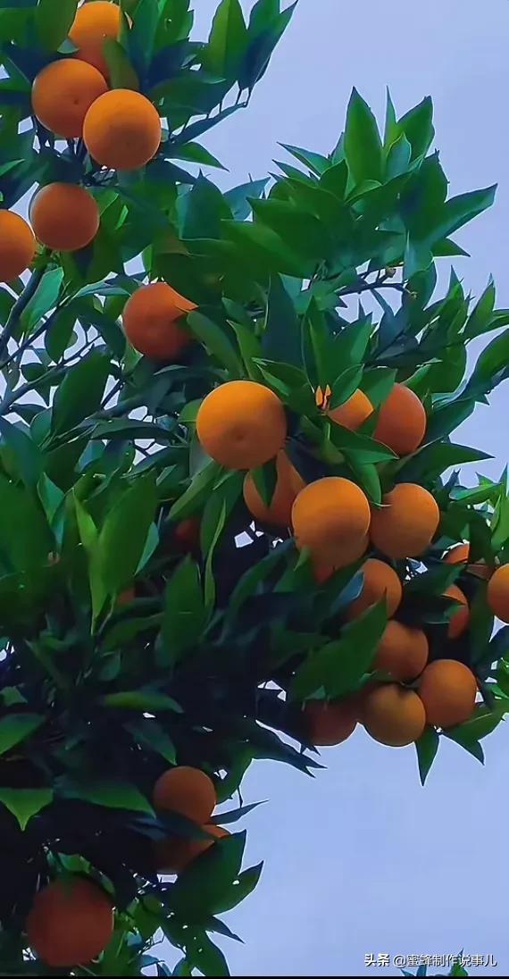 硕果累累,瓜果飘香,丰收的喜悦