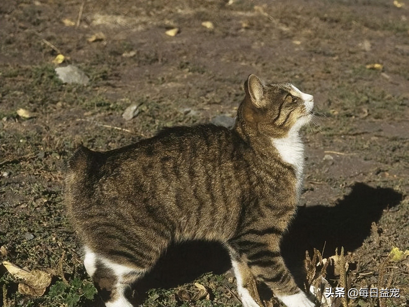 世界最名贵的10种猫猫，不知道的快来看看