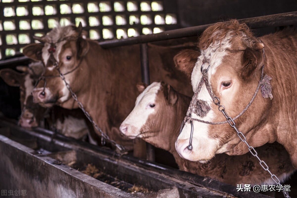 農(nóng)村養(yǎng)多少頭牛有補貼？補貼多少錢？2022養(yǎng)牛補貼最新政策解讀
