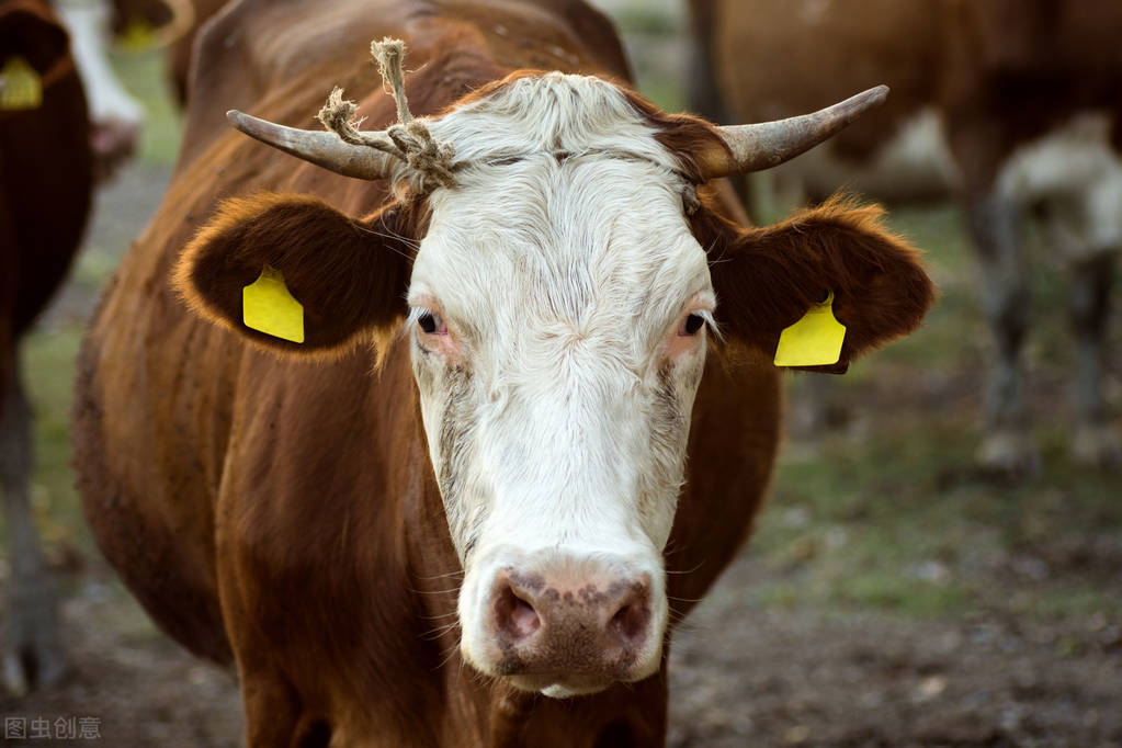 牛价丨3月14日 全国活牛价格在这里！养牛人关注