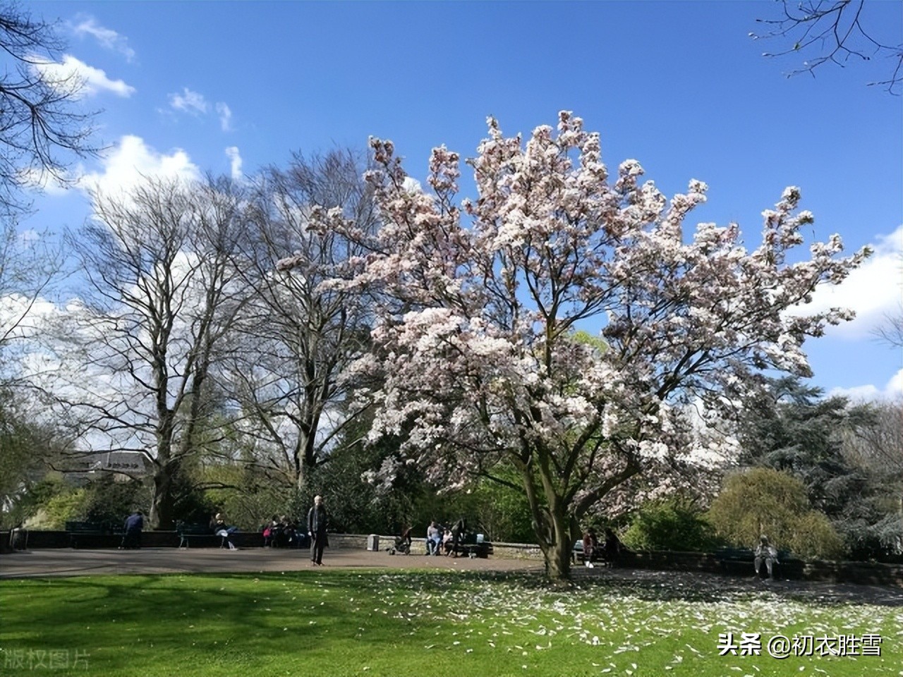 明丽芳草落花美诗六首：白日照绿草，落花散且飞