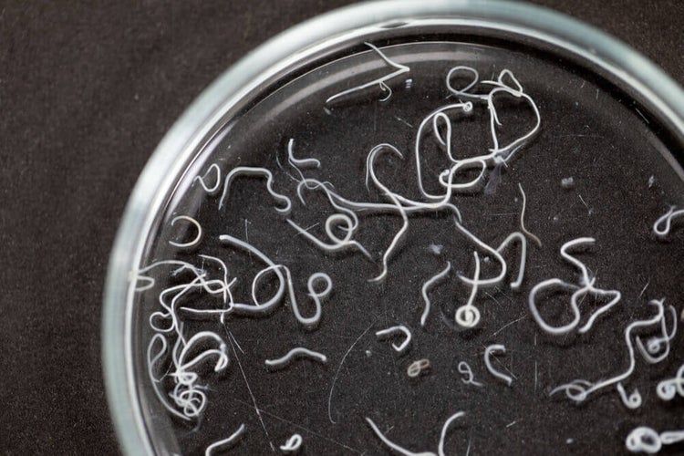 肠胃图片(90后都被蛔虫吓大的) - 赤虎壹号