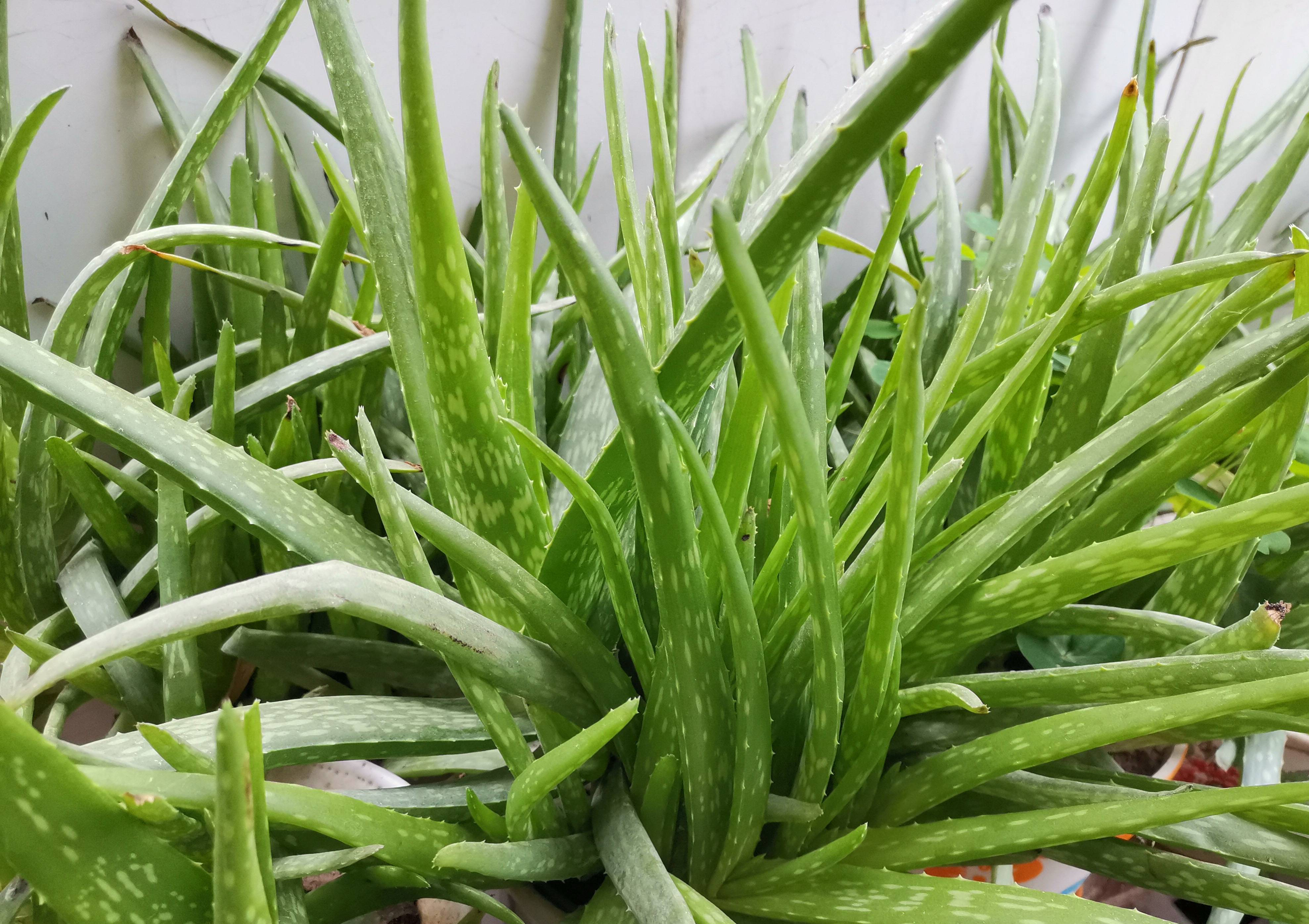 芦荟"这么养",1棵变10棵,小芽好多,绿油油"长得老高"