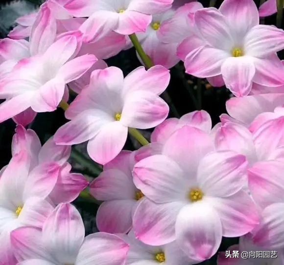 12种“大吉大利花”，开春养一盆，花苞爆开，“招财又旺家”