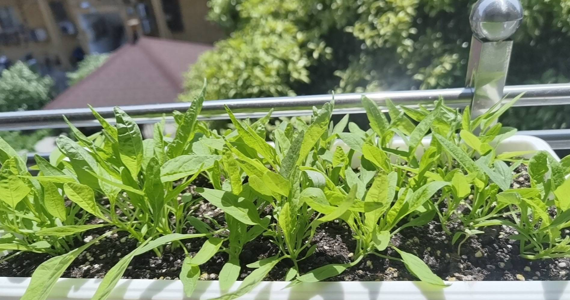 阳台盆栽蔬菜（阳台适合种4种菜简单长势快）