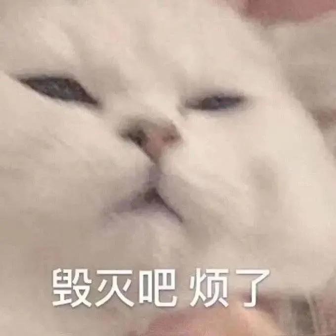 表情包｜小猫突击