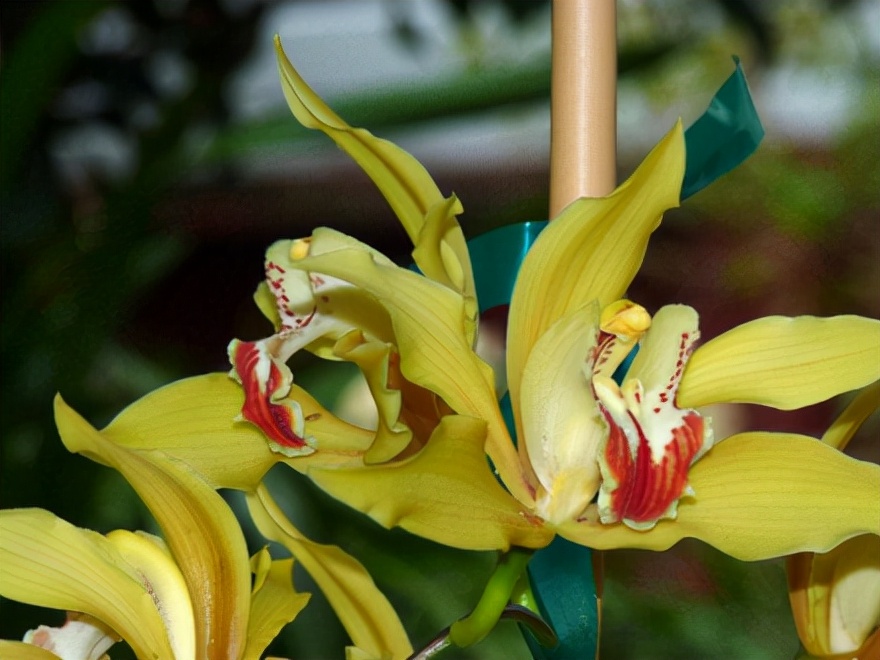 29个兰花品种，名称与图片都在这里了，你还傻傻分不清吗？