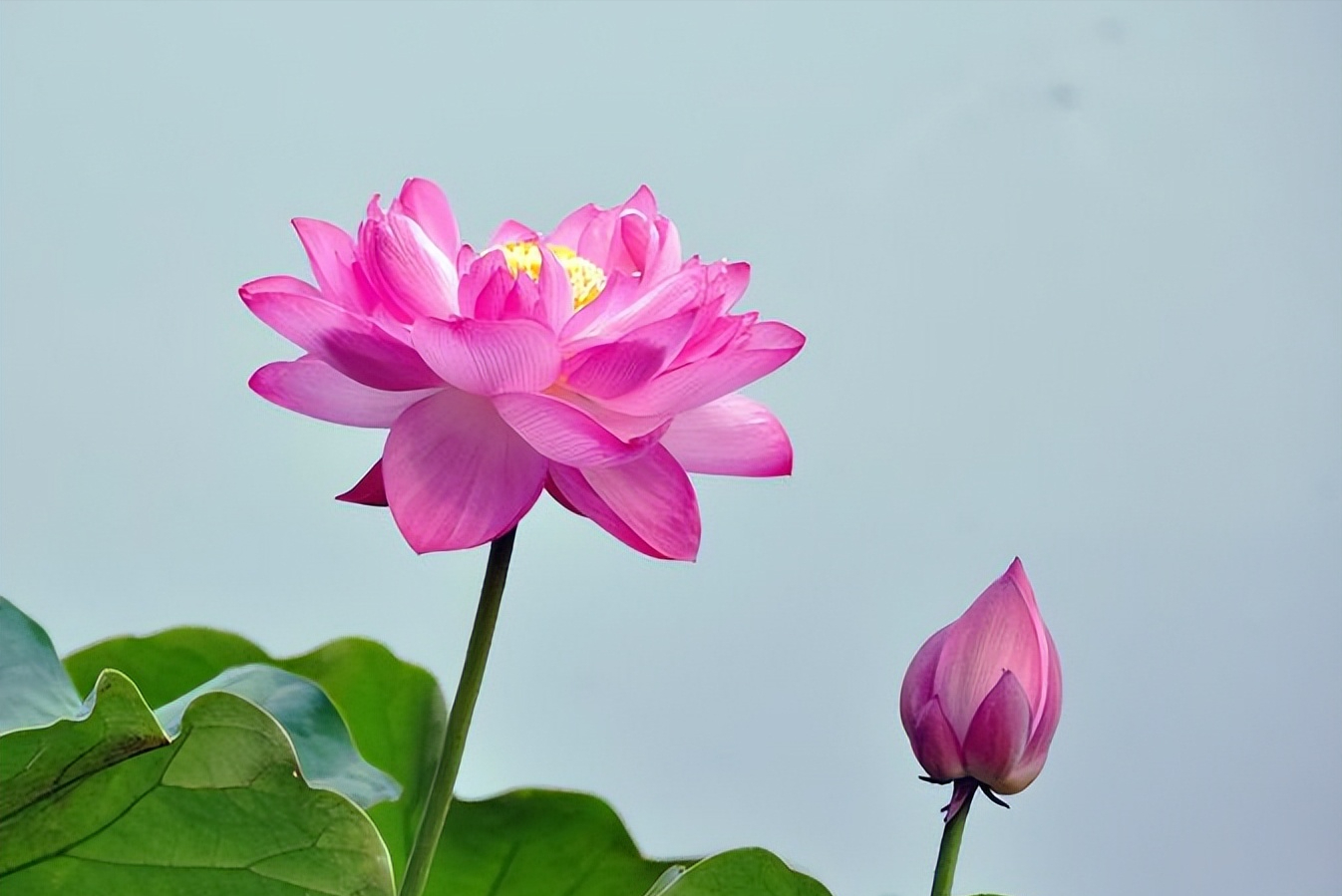 30首唯美荷花诗词，让诗意的荷花给你带来夏日的美好