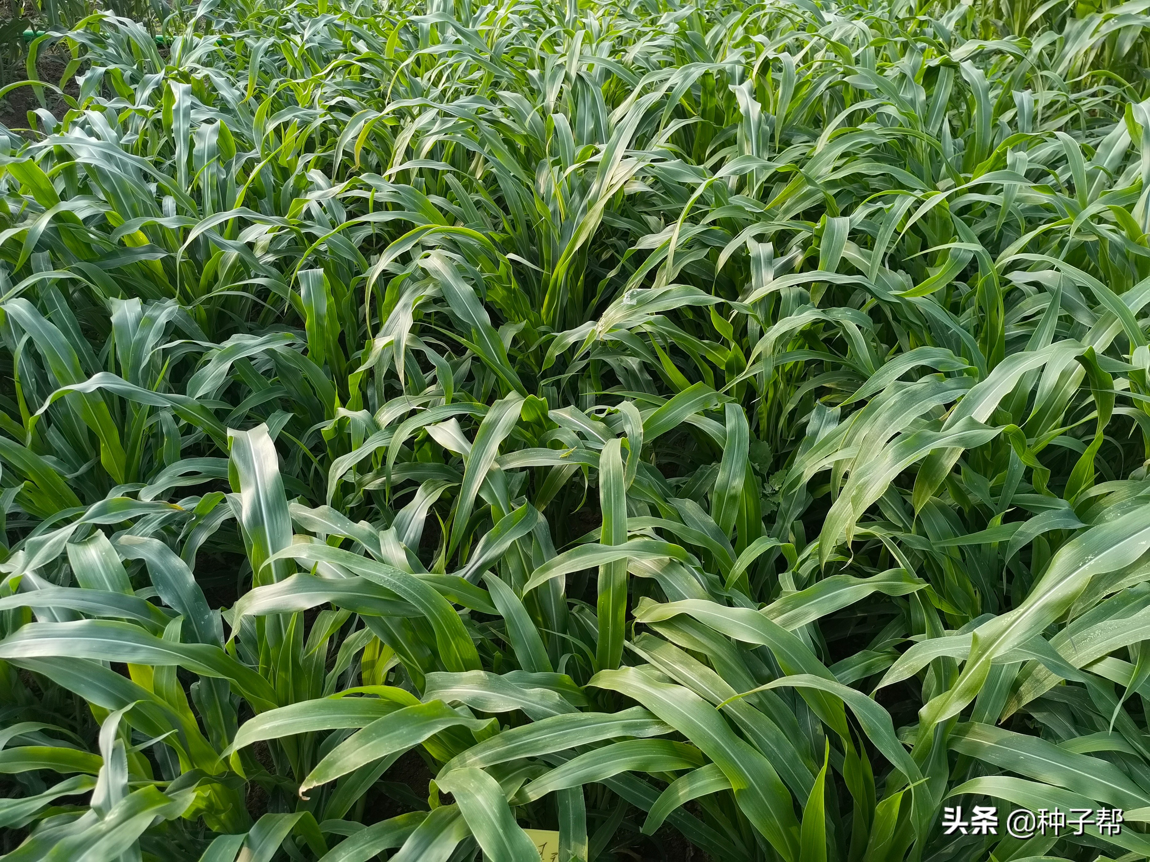 芒种后,南方养鱼的高产牧草,玉米草全是叶子,25天就能收一次