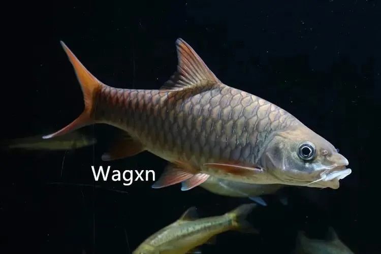 云南土著鱼类云南六大名鱼和10余种特色鱼类